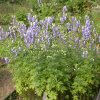 aconitum albo-violacea